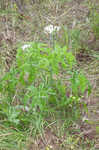 Texas bullnettle